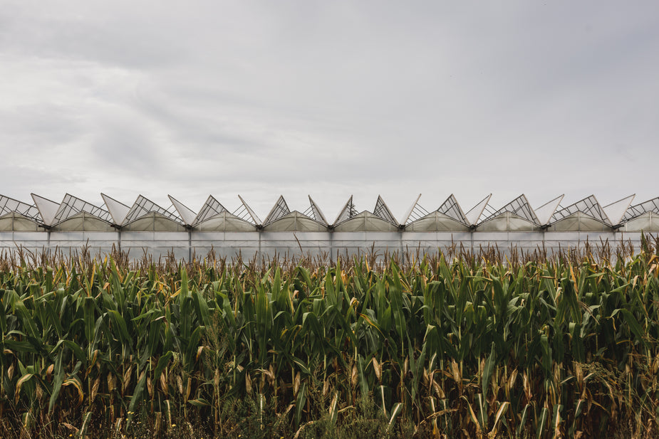 Brazil expects first corn harvest to increase