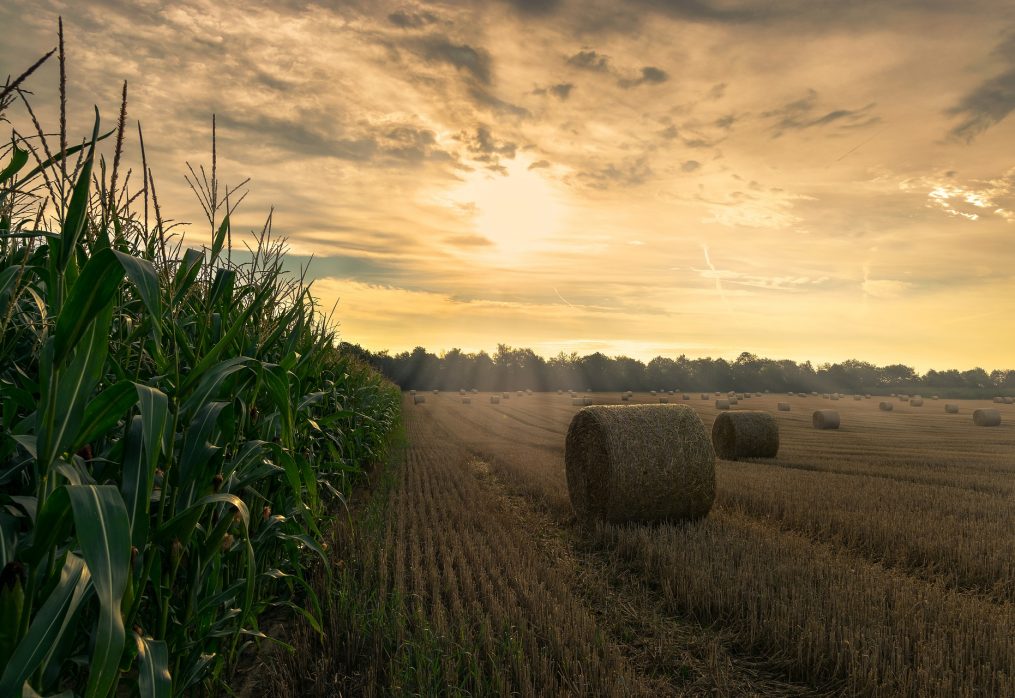 Gross grain harvest in Ukraine as an indicator of progress in agriculture