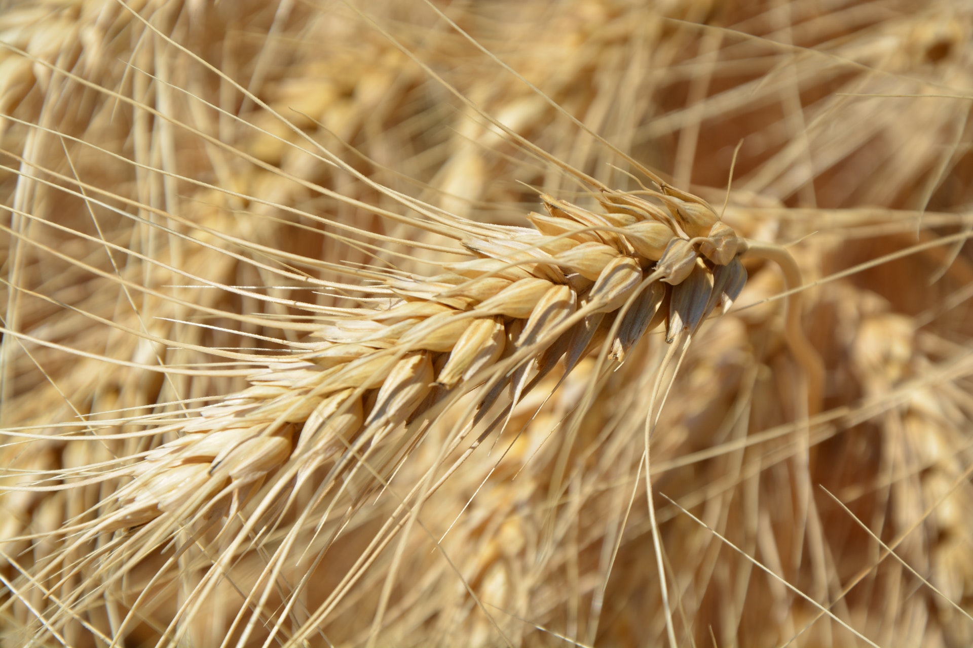 Kazakhstan is interested in selling wheat to Iran