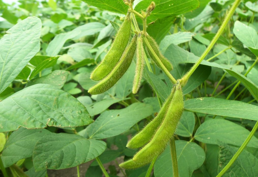 Analysts forecast an increase in the soybean crop in the world market