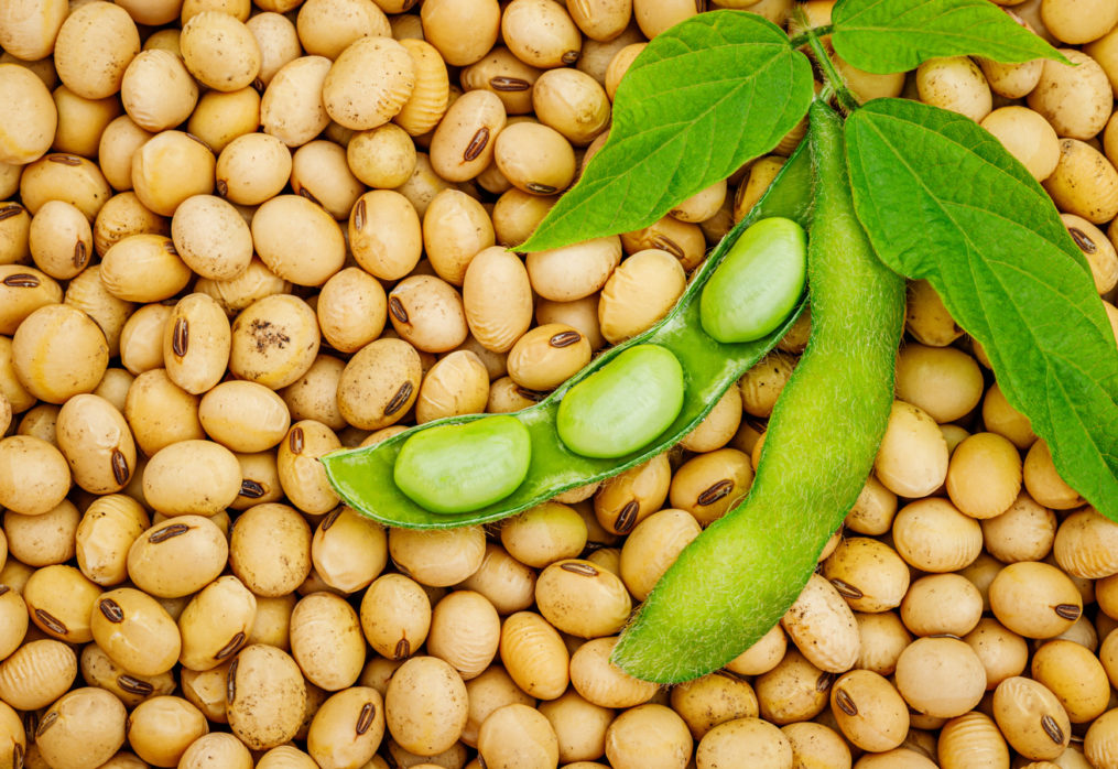 China has found a way to reduce dependence on imported soybeans