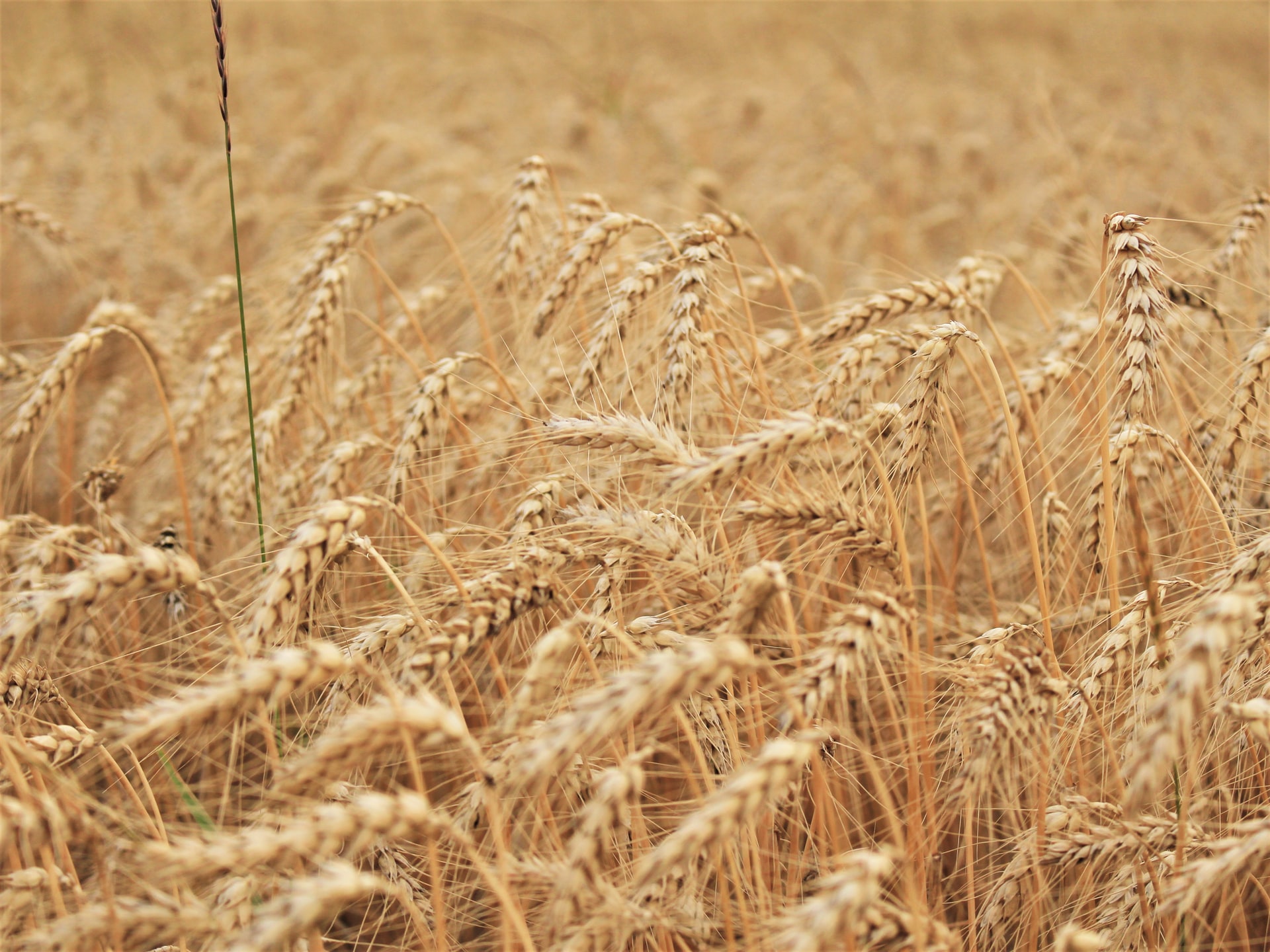 Australia has increased its wheat shipments