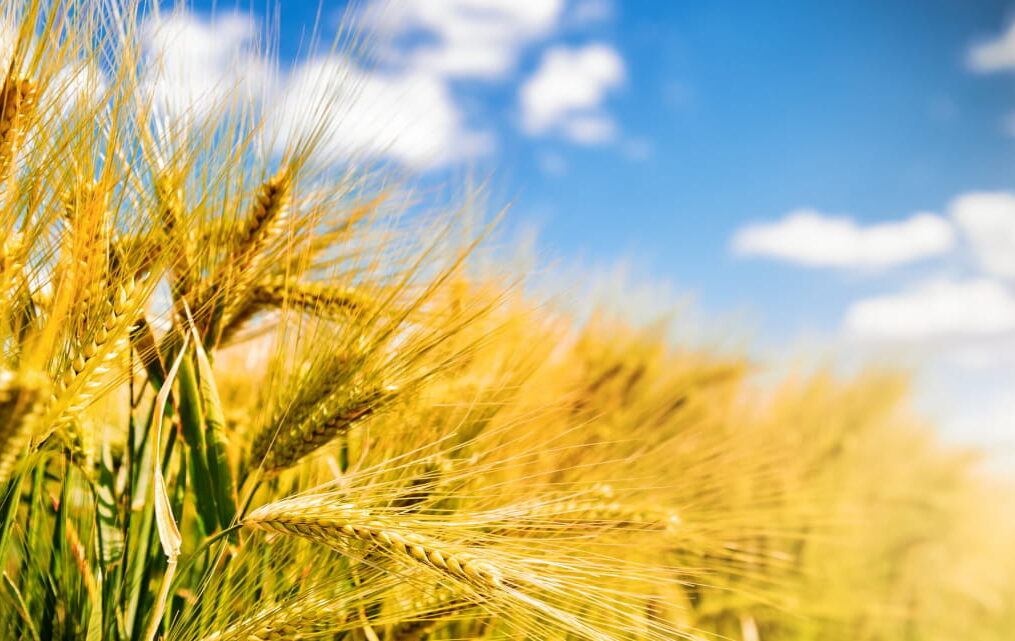 High wheat prices will last about six months