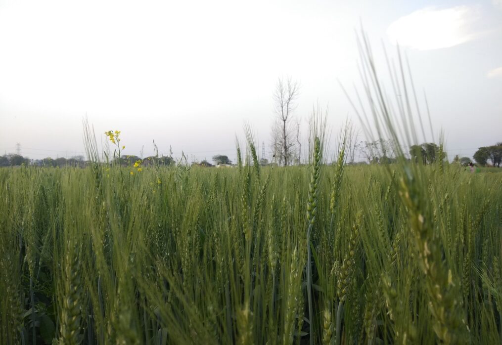 Pakistan’s Shafaq-2006 wheat variety is recognized as super disease-resistant