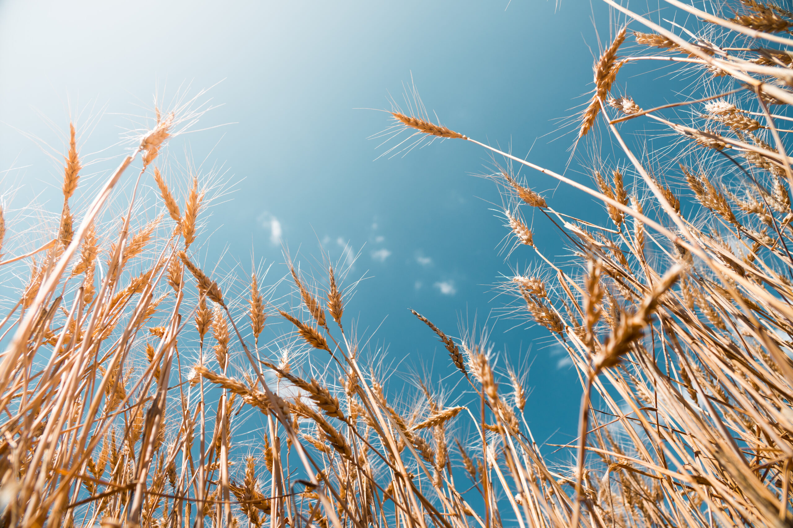 Analysts predict an increase in grain production