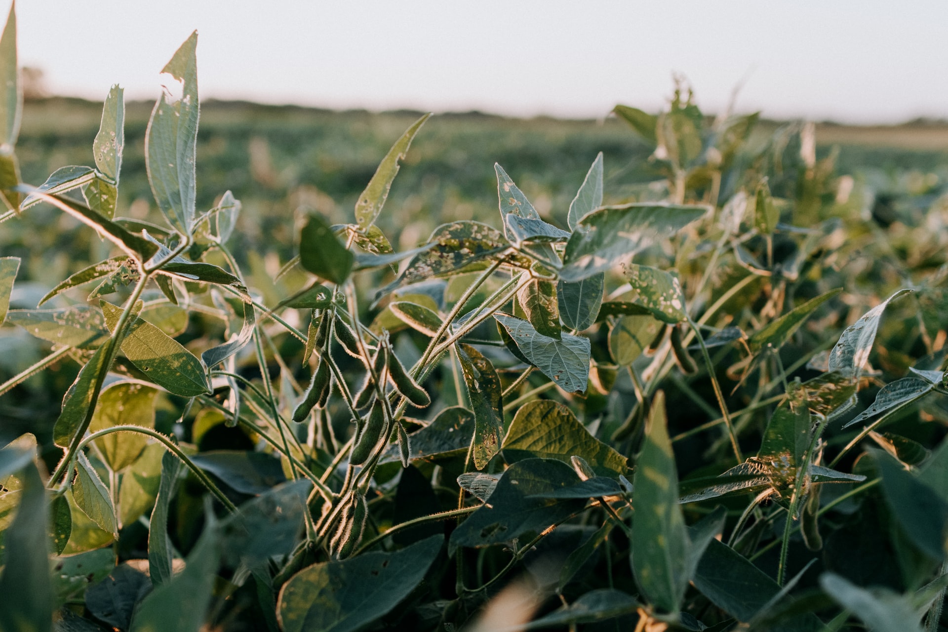 Brazilian farmers expect record soybean crop