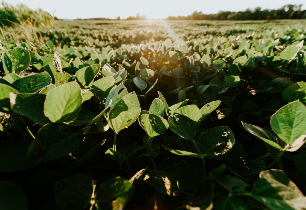 U.S. corn plantings will be reduced in favor of wheat and soybeans