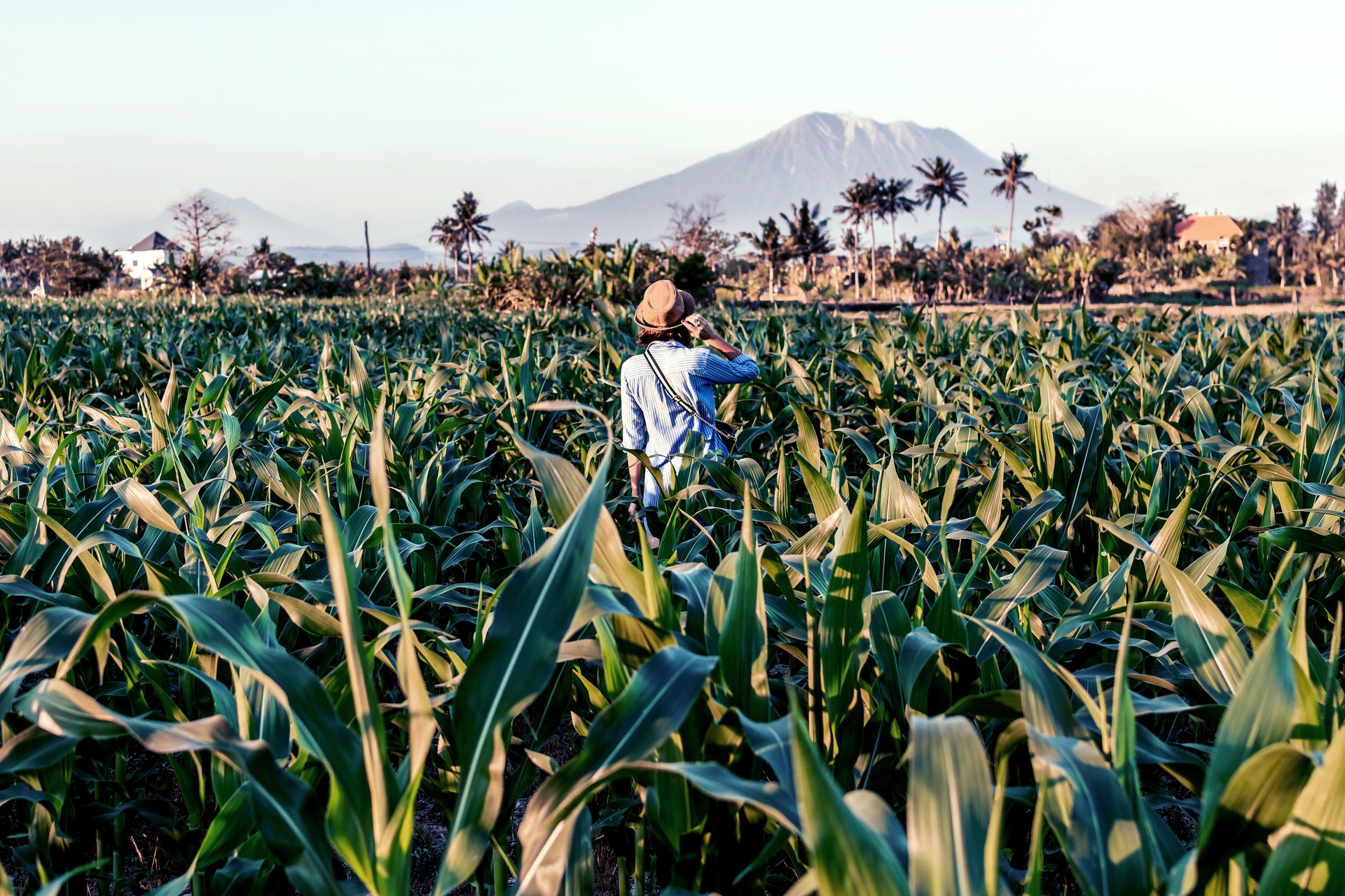 Growing corn in 2022-1