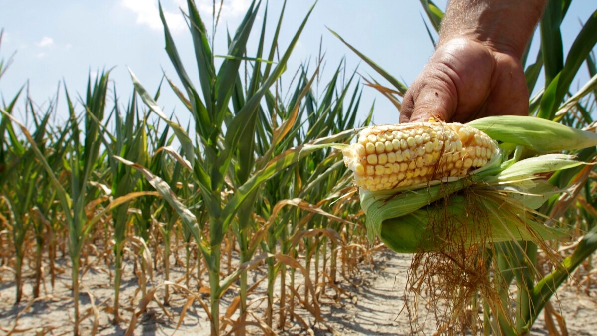 Drought-resistant corn