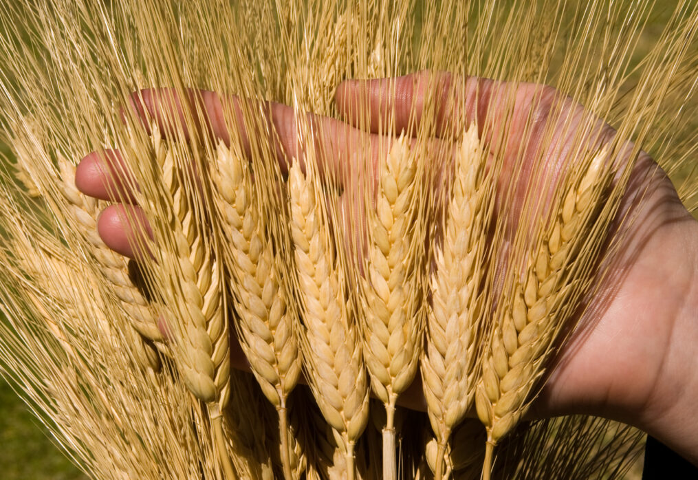 BASF innovates in wheat breeding