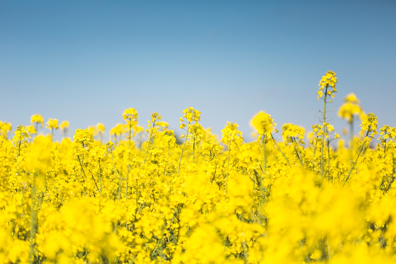 a record rapeseed crop in India