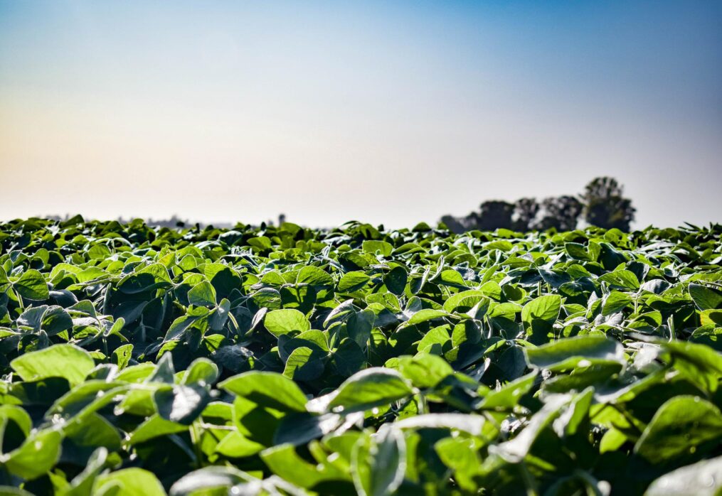 China wants to increase soybean production by 2025