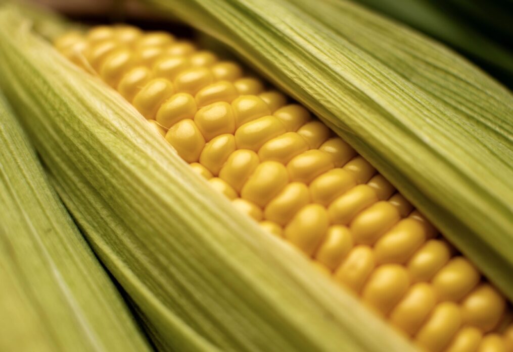 The cost of corn on the world market will fall by 10%: a forecast