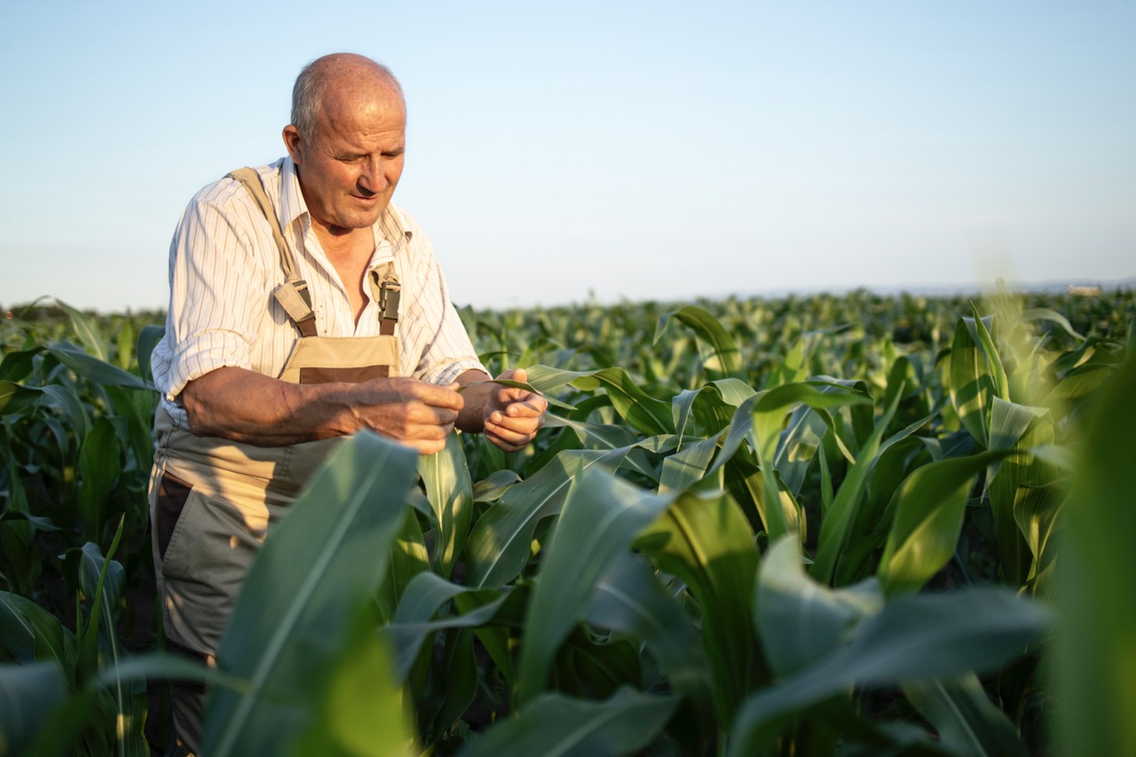 cost of corn on the world market