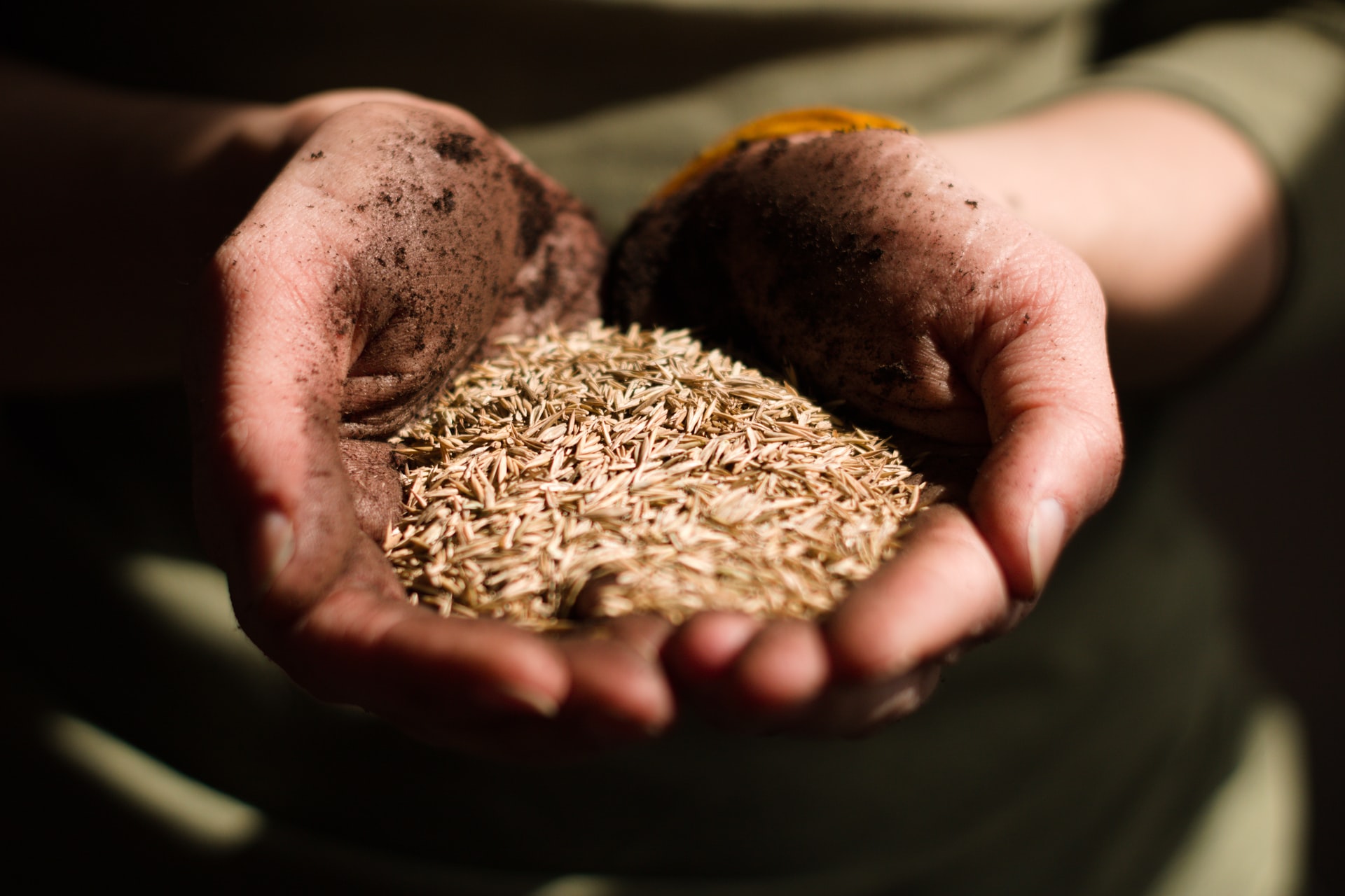 decline in grain yields