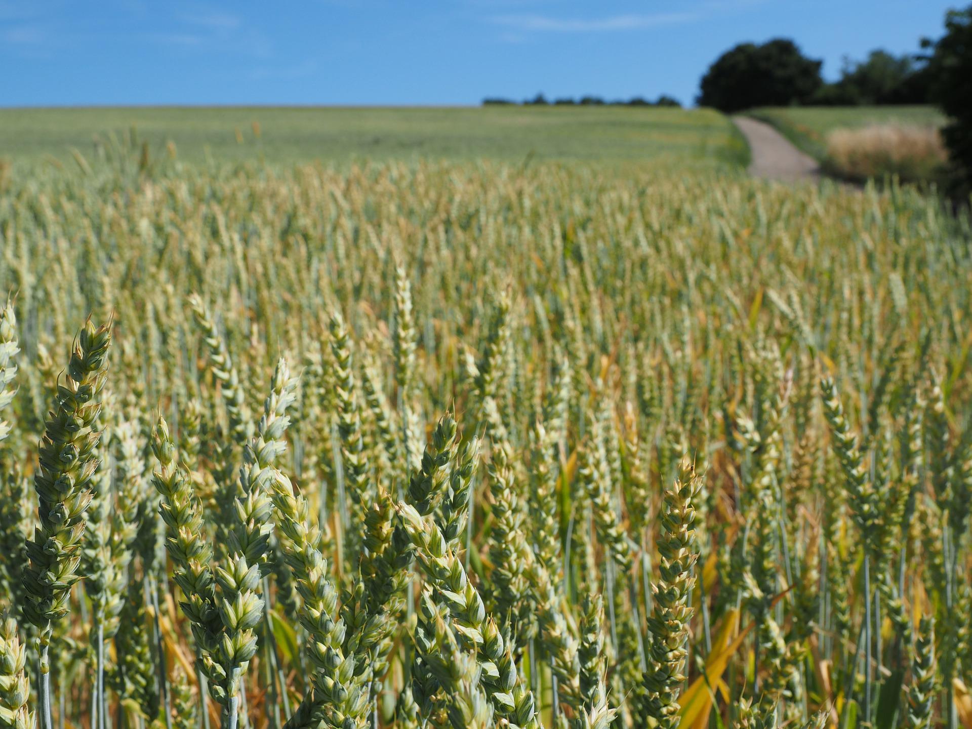 A new variety of soft wheat