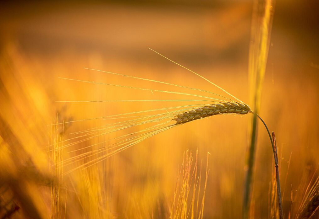 Uzbek scientists bred a new variety of soft wheat, Pakhlavon