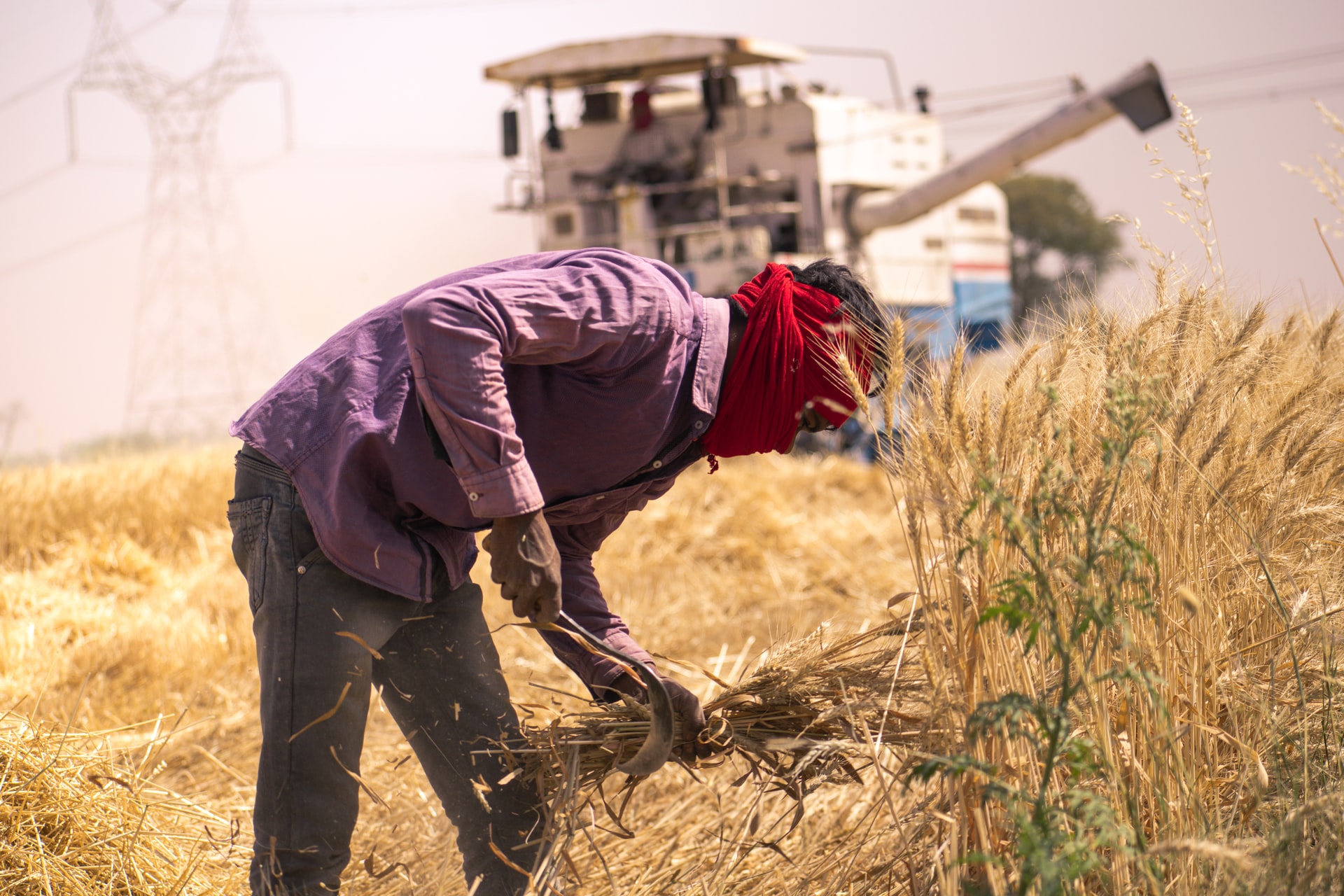 demand for wheat from India