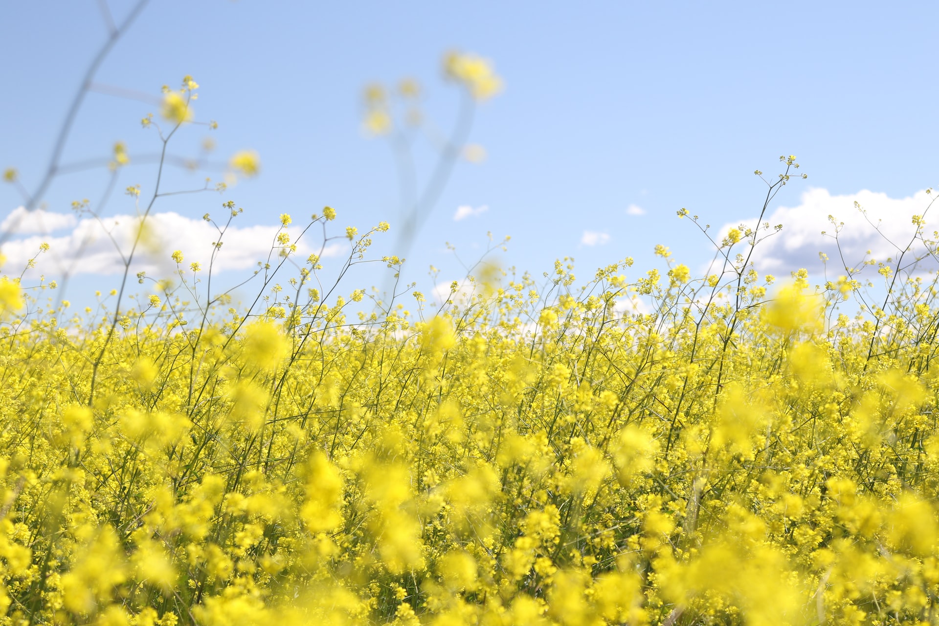 the growth of rapeseed production