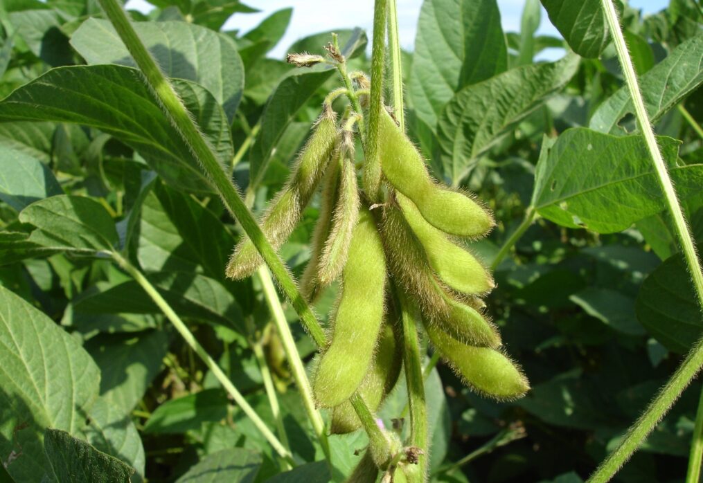 What the world soybean production will be like: analysts’ estimates