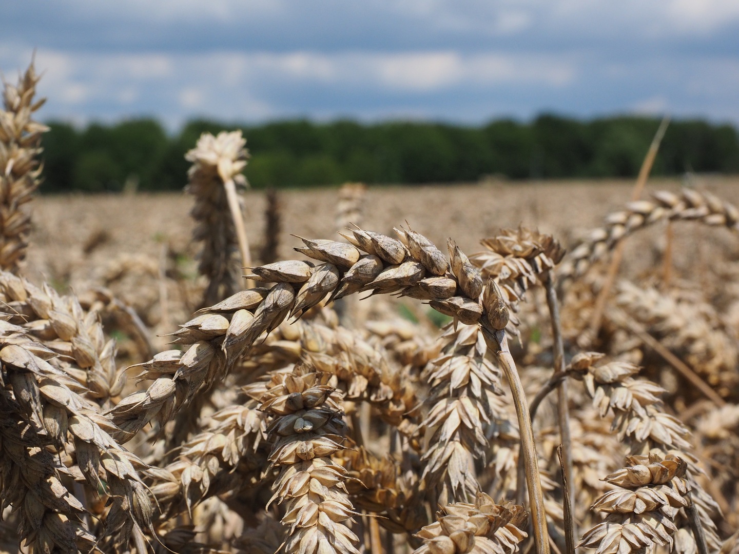 Supporting wheat production