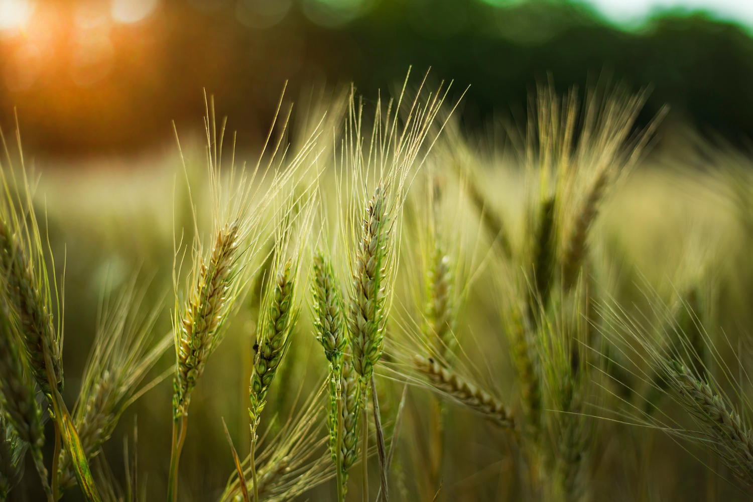 grain crop shortage