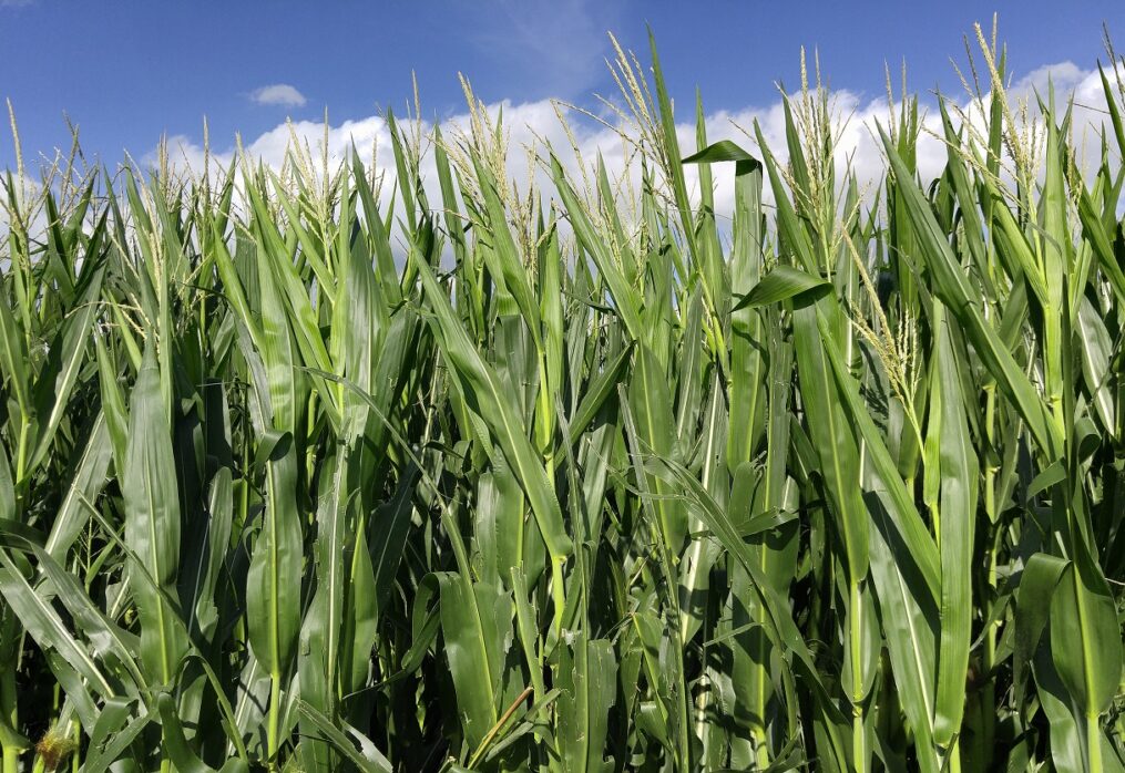 Ireland has increased the production of forage corn