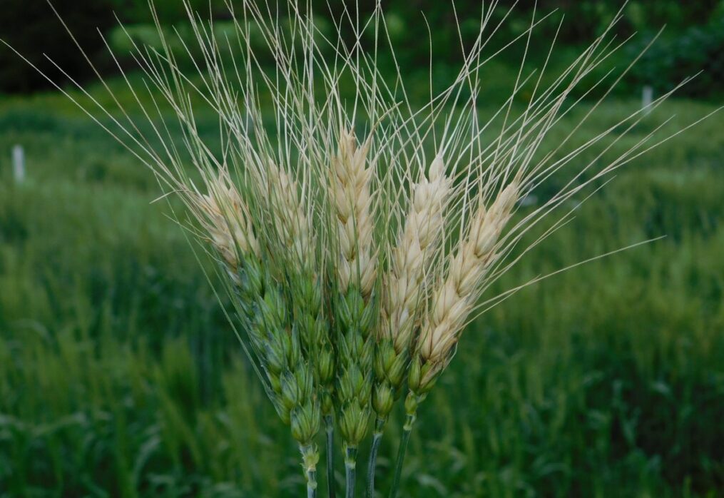 Scientists bred a gene for wheat resistance to fungus