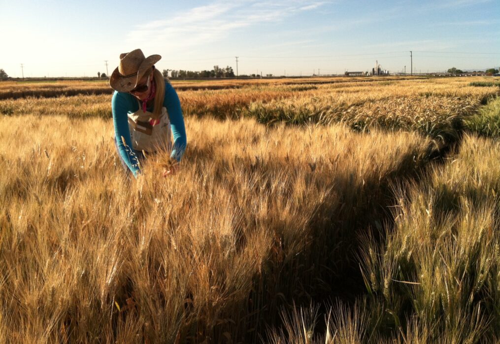 Brazilian farmers plan to increase wheat production