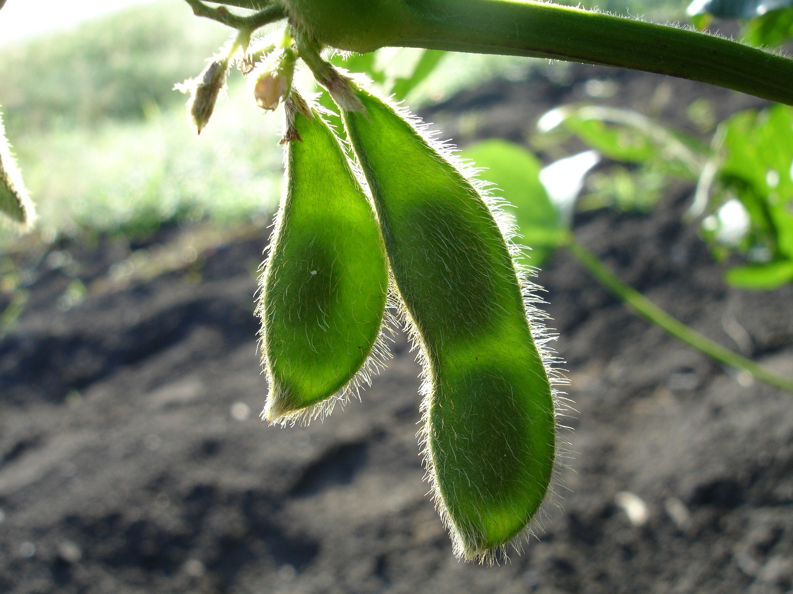 soybean harvest