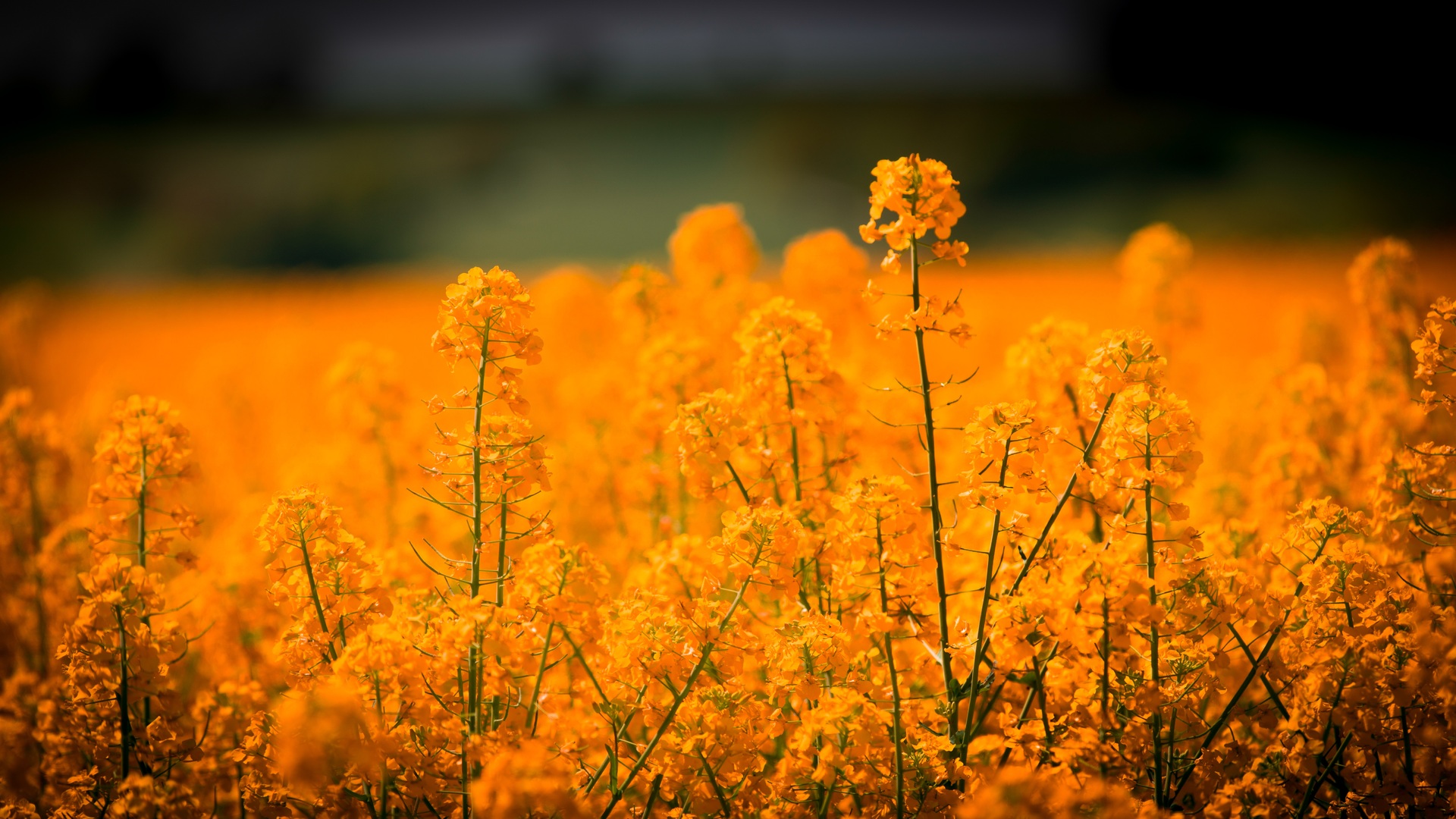 rise in rapeseed prices-2