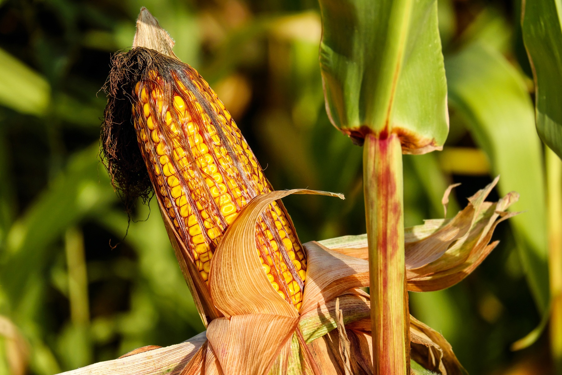 production of forage corn