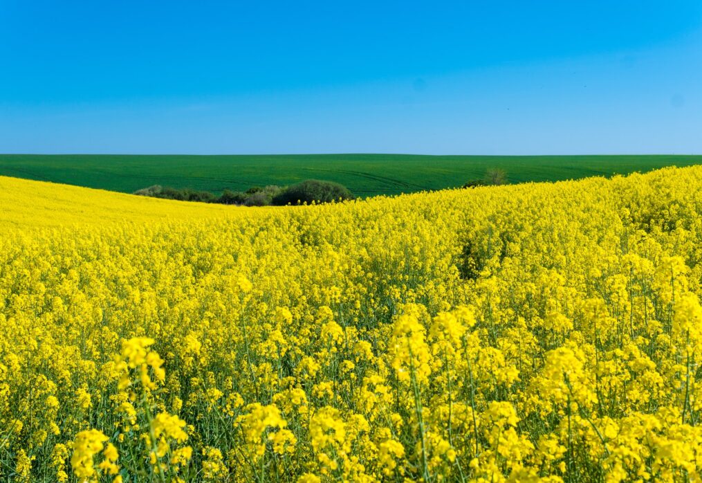 Oilseeds production: forecast by the American service USDA