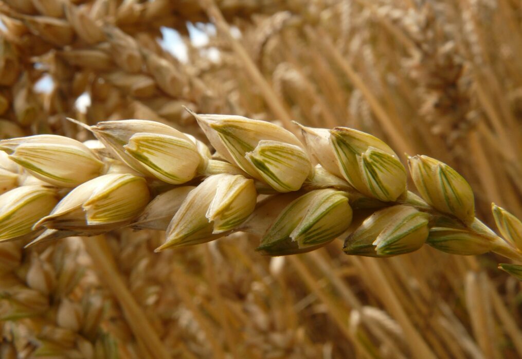 European Union will increase grain exports to improve the situation on the world market