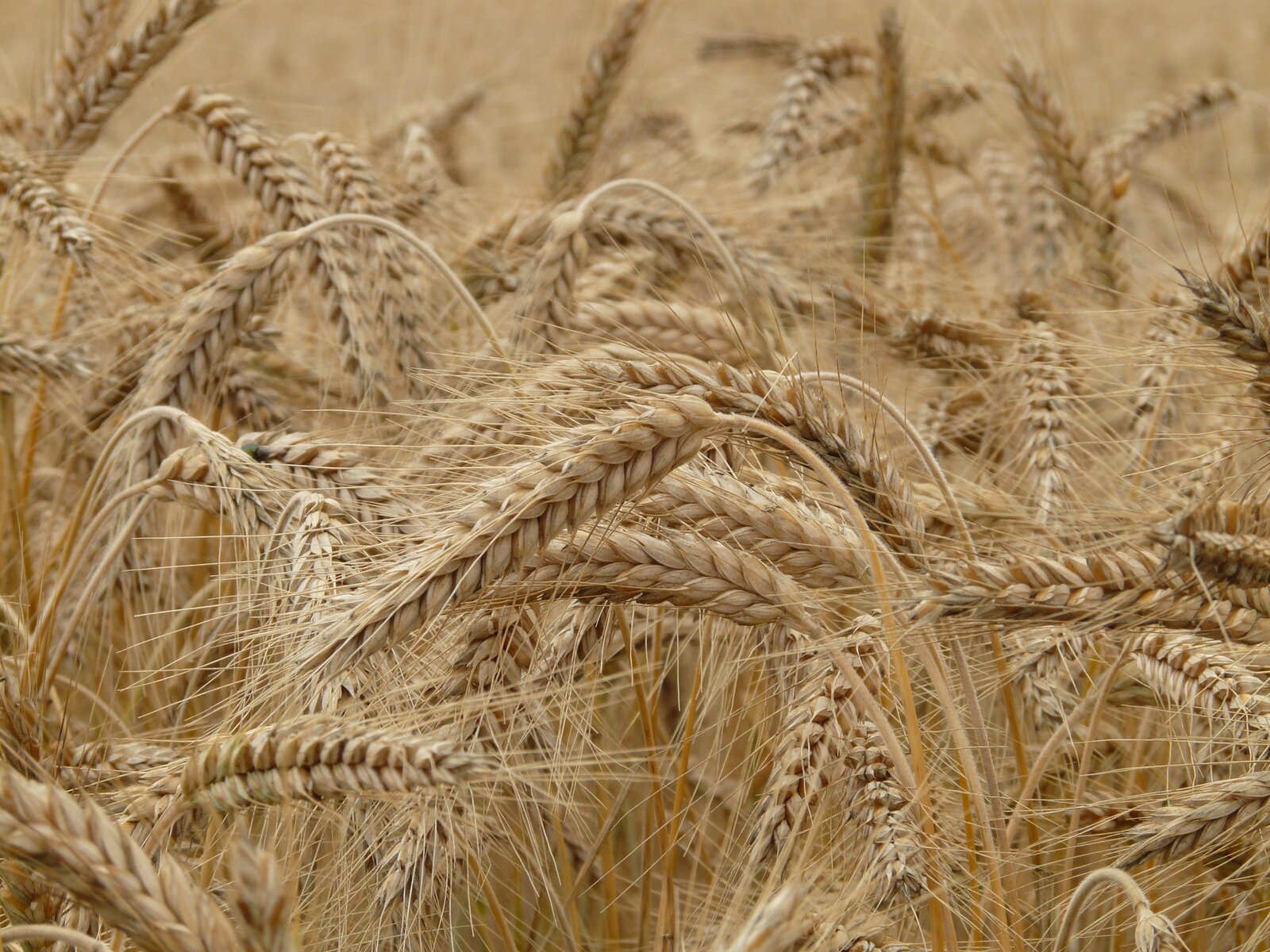 The price of durum wheat on the world market 