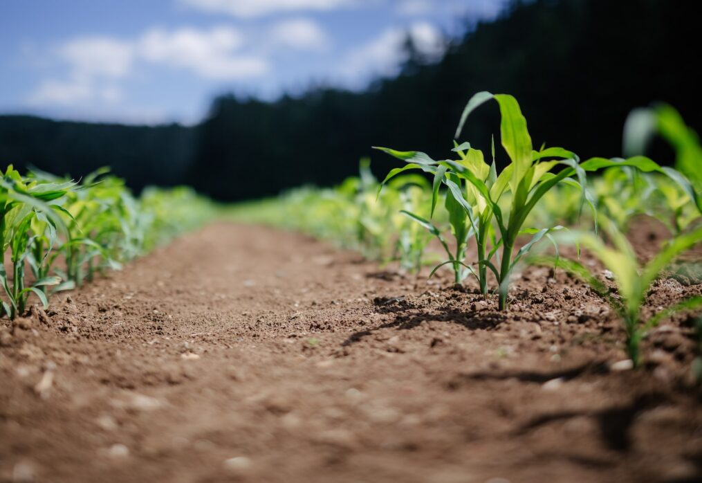 Corn planted area in China has increased compared to last season