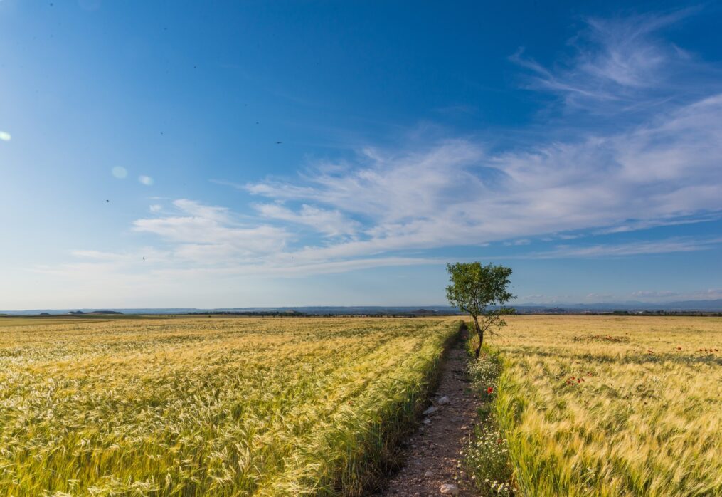 Analysts: the grain harvest in the EU will grow