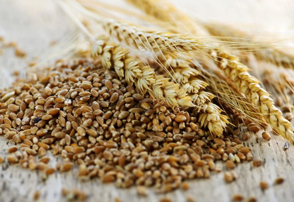 India’s organic wheat market is developing