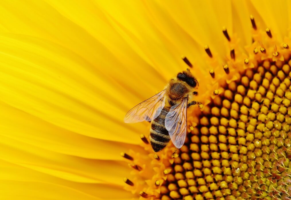 Strategie Grains expects a high sunflower harvest in the EU