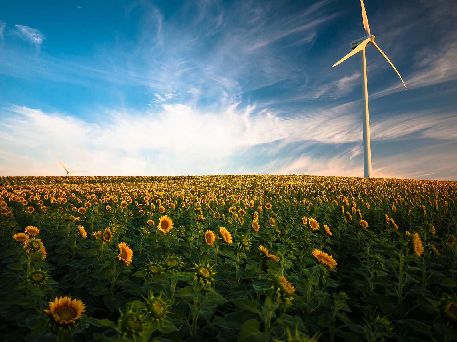 oilseeds and grain harvest in the EU