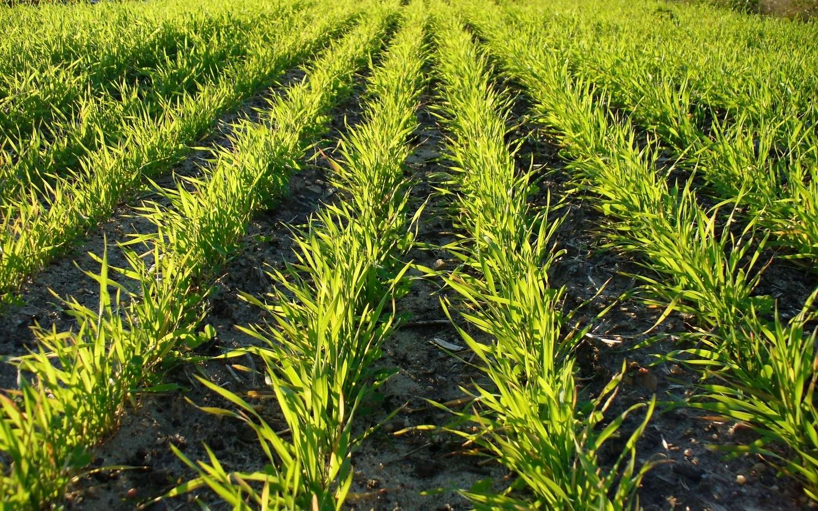 France increased barley crops