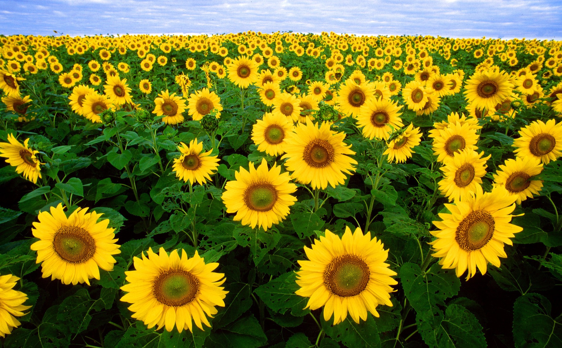 a record sunflower harvest