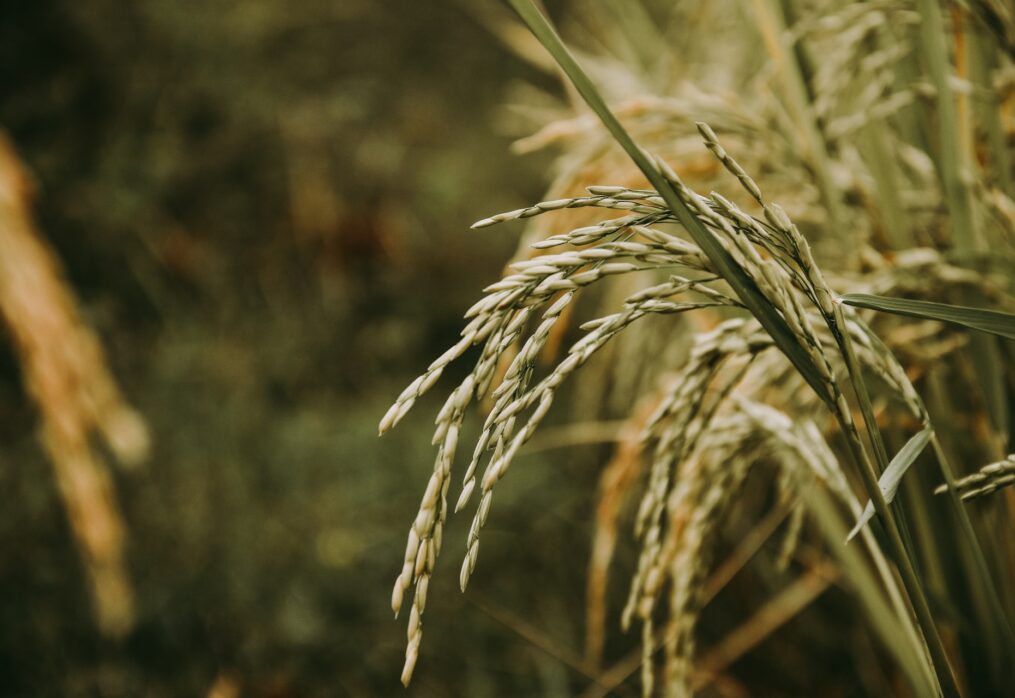 Amber rice production is under threat in Iraq