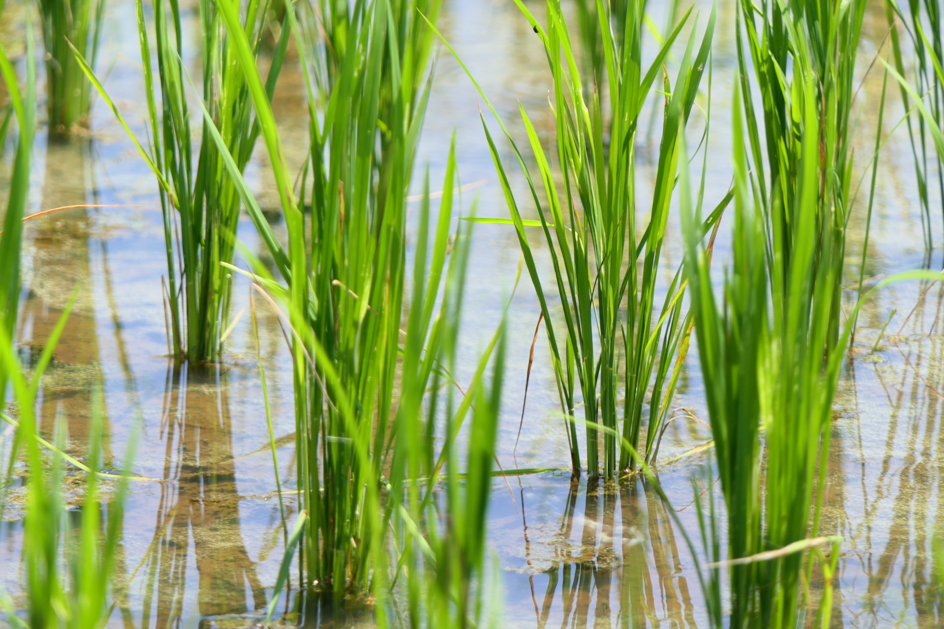 rice production is under threat in Iraq