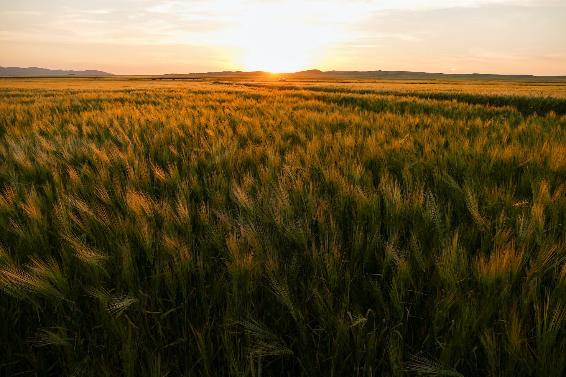 Wheat production in Algeria