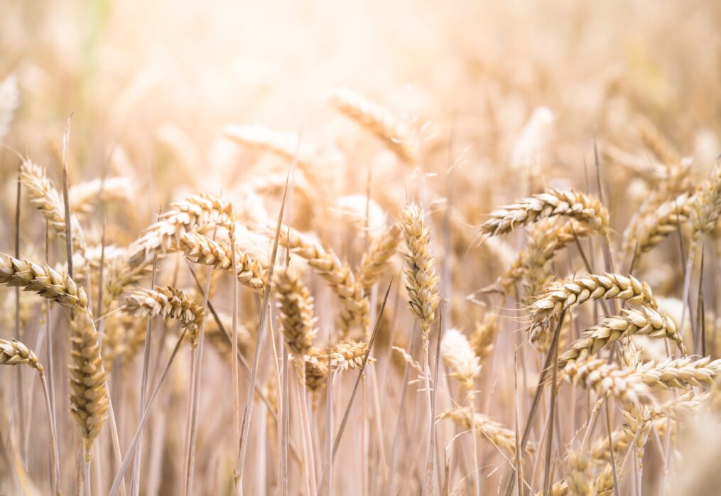 Wheat production in Algeria: forecast from the ministry