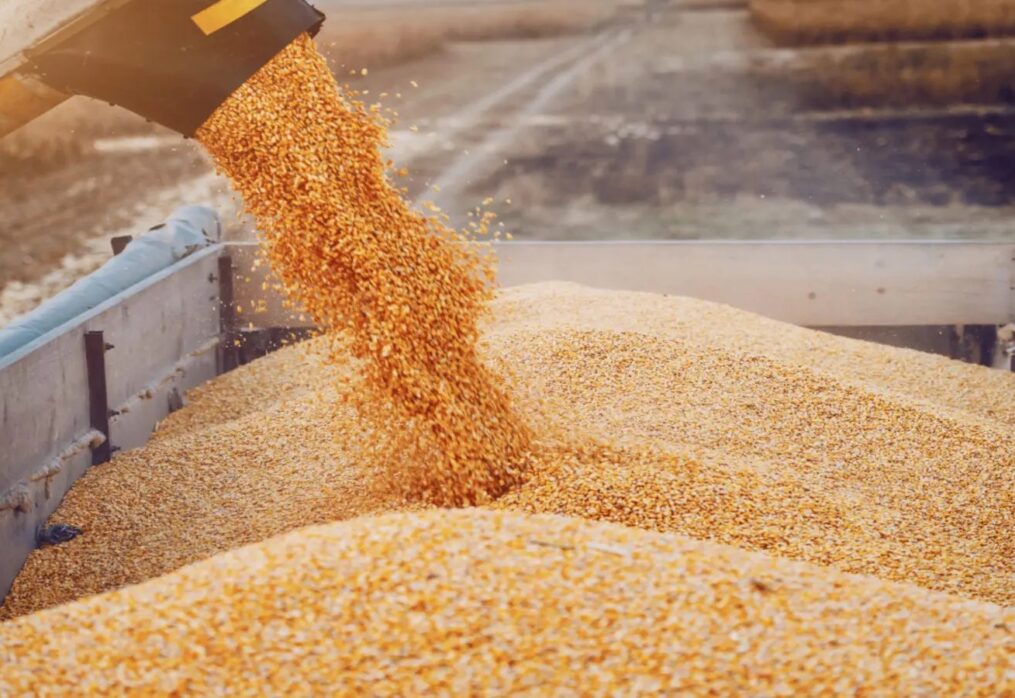 Corn imports to Kenya will reach record levels