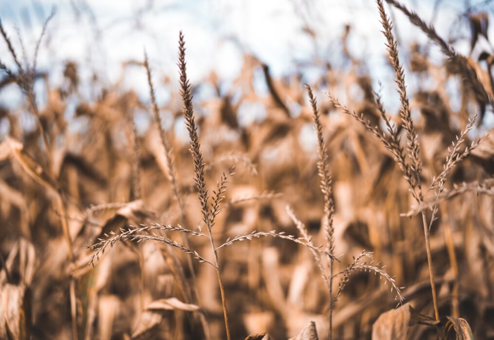 Experts note crop losses in Germany and France