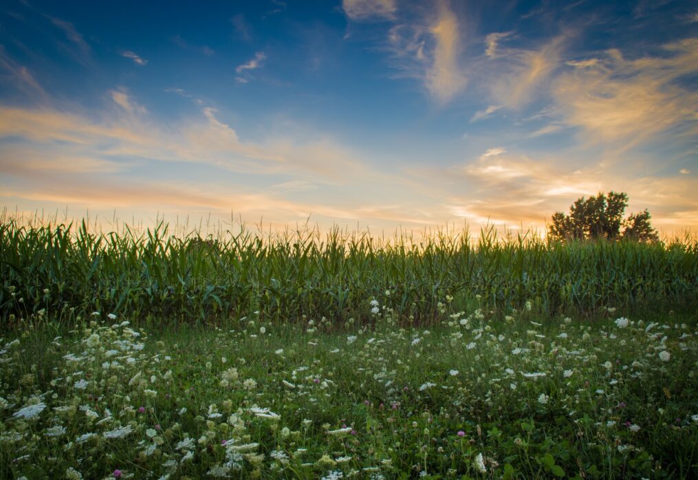 In Europe, corn yields are lower this season than in the previous one