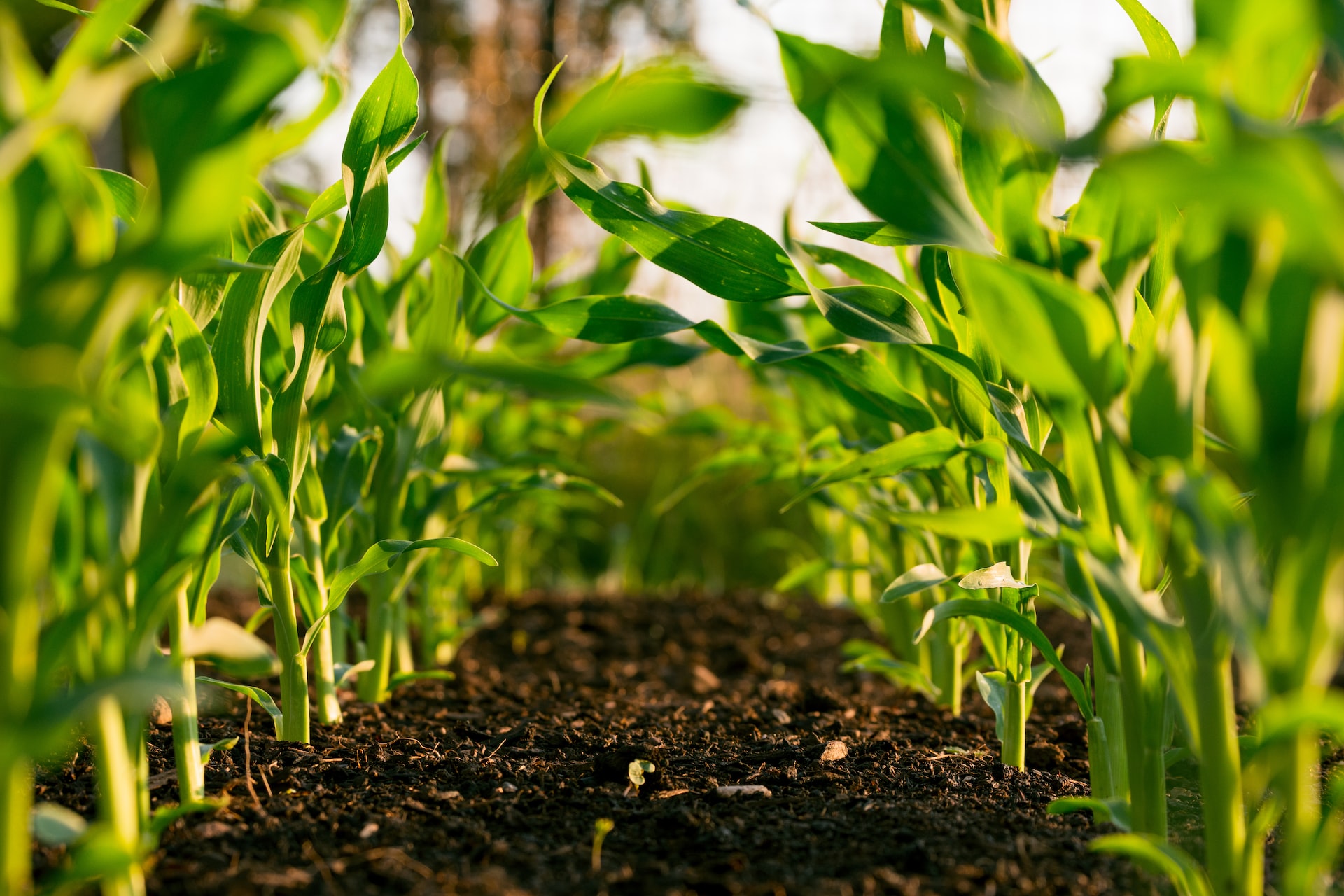 corn yields are lower